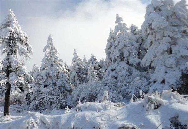 雪松的夏季移植方法