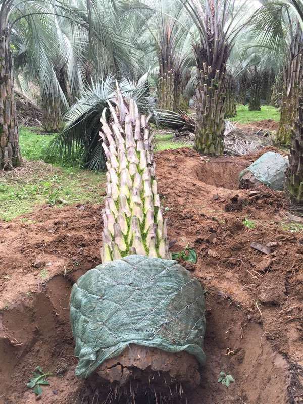 北方地区为什么不适合种植布迪椰子? 北方地区为什么不适合种植布迪椰子?