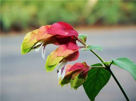 虾衣花的冬季养护 虾衣花的冬季养护