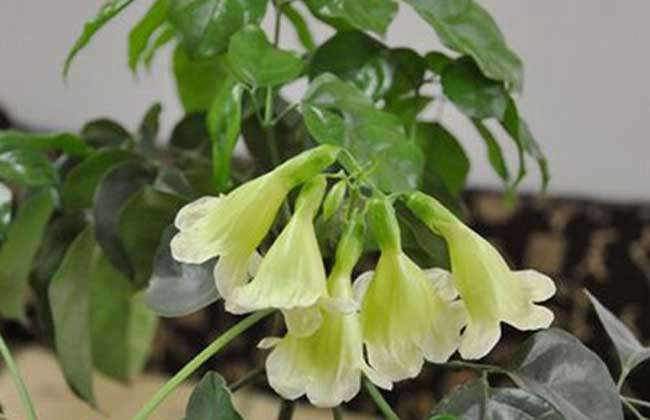 幸福树开花吗？