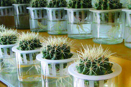水培植物 水培植物