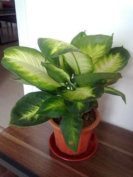 斑马万年青 斑马万年青