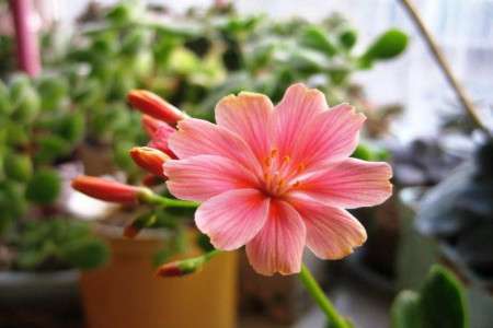 露薇花 露薇花