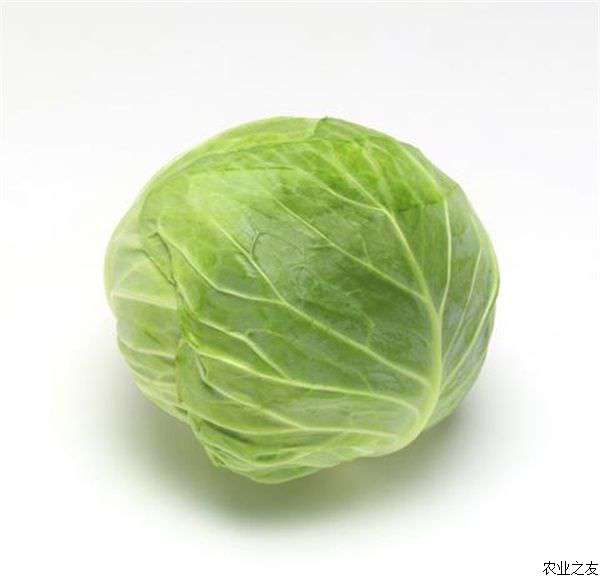 卷心菜黑腐病的防治