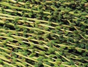 芝麻种植：病虫害高效安全防控技术