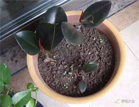 橡皮树2 橡皮树2