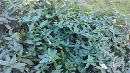 金银花扦插 金银花扦插
