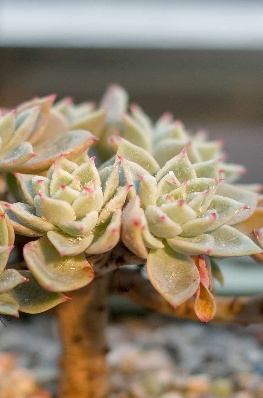 多肉植物手机壁纸图片
