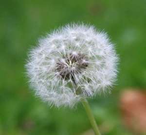 蒲公英的花语是什么-