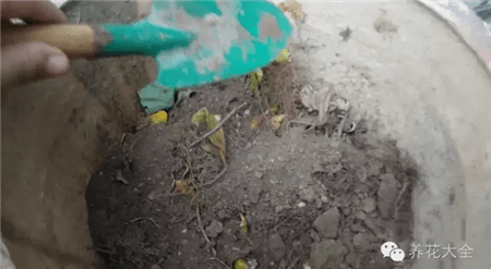 加园土 加园土