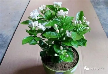 白色茉莉 白色茉莉