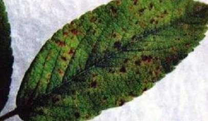 白芍锈病怎样防治?