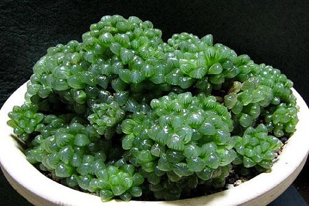 玉露 玉露
