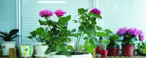 月季芽接步骤