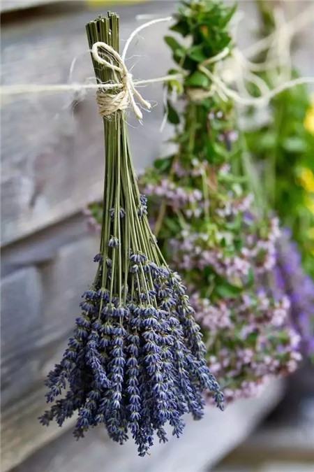 薰衣草 薰衣草