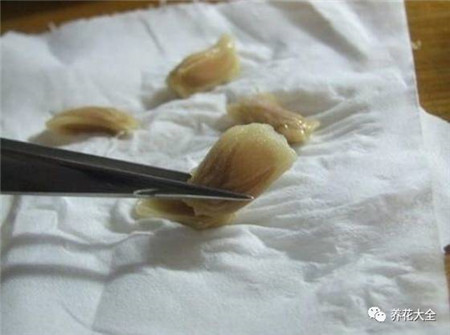 果肉剔除干净 果肉剔除干净