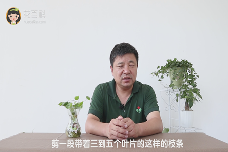 剪一段带着三到五个叶片的这样的枝条 剪一段带着三到五个叶片的这样的枝条