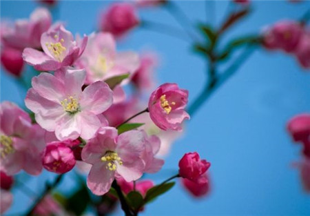 海棠花 海棠花