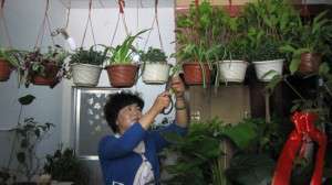 盆栽花卉何时修剪好-