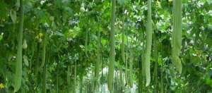 夏季种植丝瓜如何管理
