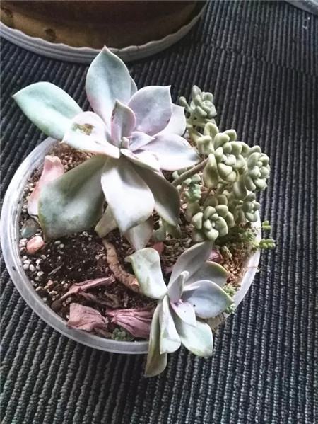 添加缓释肥 添加缓释肥