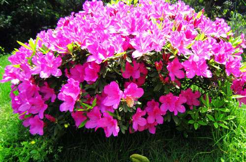 杜鹃花 杜鹃花