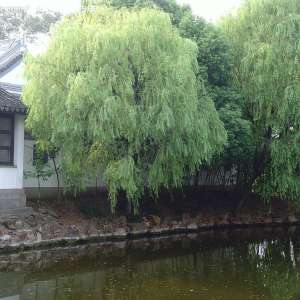 杨树柳蓝叶甲的虫害防治方法