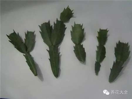 嫁接 嫁接