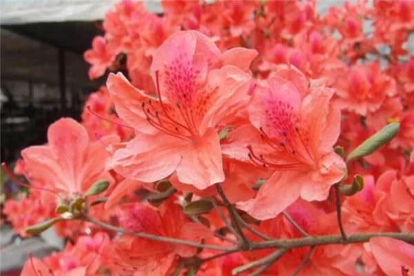 盆里滴点它,杜鹃再也不黄叶,开花爆盆100朵! 盆里滴点它,杜鹃再也不黄叶,开花爆盆100朵!