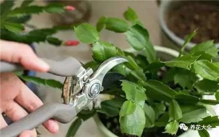 剪取一段健康的茎节 剪取一段健康的茎节