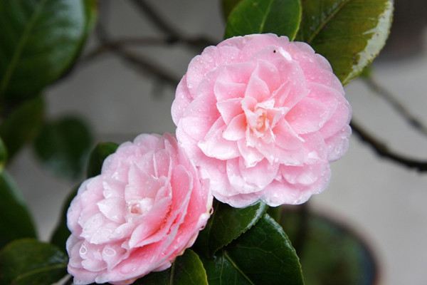 茶花促蕾的方法 茶花促蕾的方法