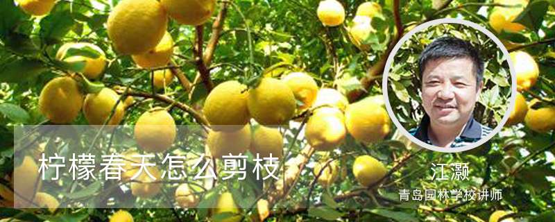 柠檬春天怎么剪枝 柠檬春天怎么剪枝