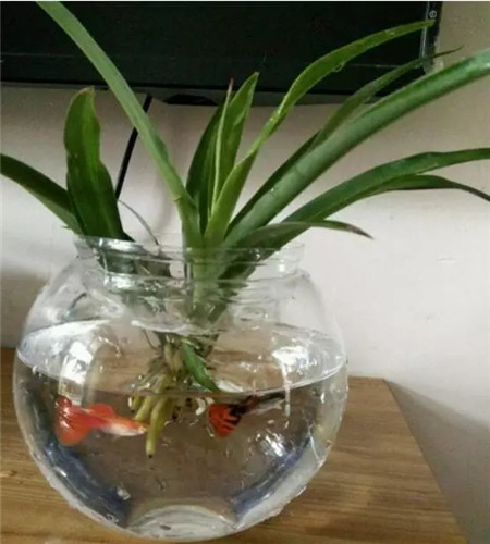 鱼缸水 鱼缸水
