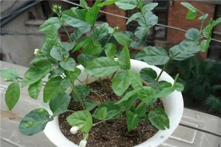 小茉莉 小茉莉