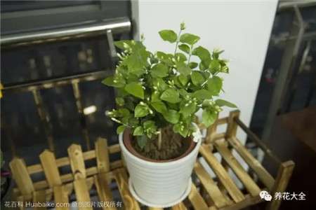 茉莉 茉莉