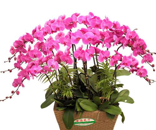 不同品种蝴蝶兰的花语是什么?