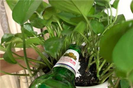 啤酒浇花 啤酒浇花