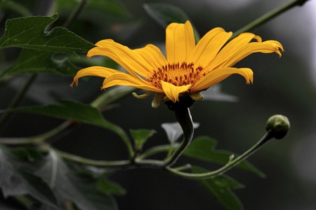 漂亮的菊花 漂亮的菊花