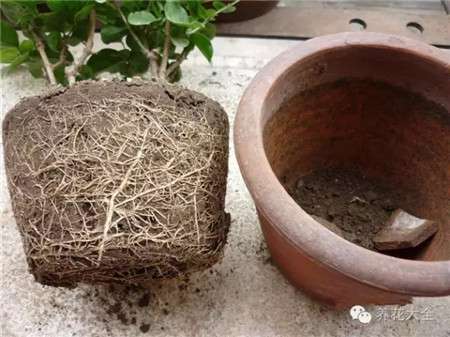 观察植物的根部 观察植物的根部