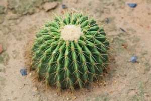 如何延长仙人球的花期