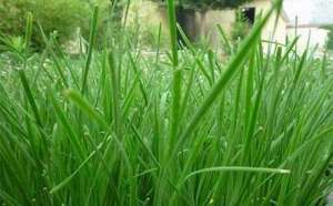大棚韭菜种植管理技术总结