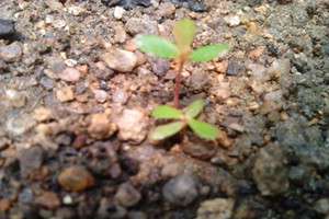 七里香发芽 七里香发芽