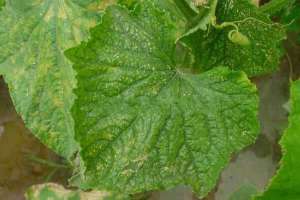 黄瓜病虫害识别与药物防治