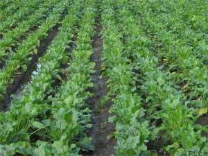 甜菜种植之施肥要点