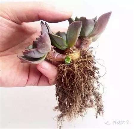生长素 生长素