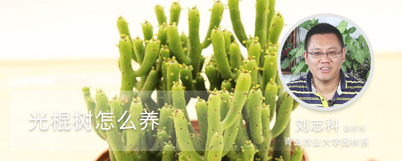 光棍树怎么养 光棍树怎么养
