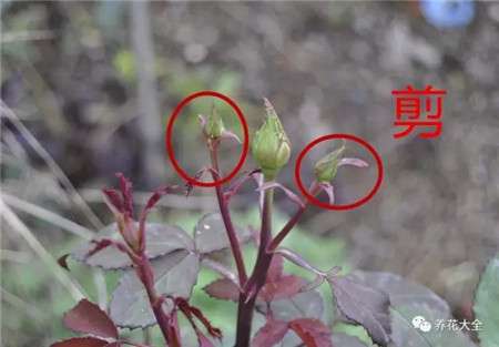 修枝剪叶 修枝剪叶