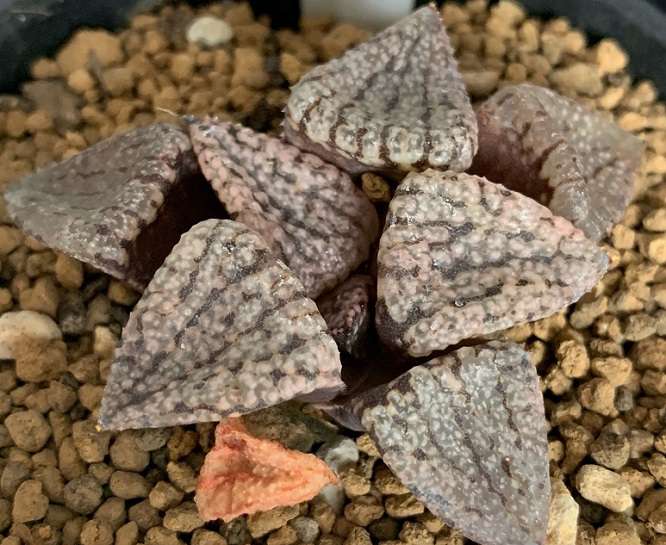 入坑十二卷不会养?这篇攻略或许能帮到你 入坑十二卷不会养?这篇攻略或许能帮到你