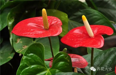红掌 红掌