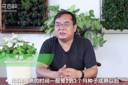 长春花 长春花